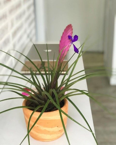 وریزیا مناسب برای طراحی فضای سبز در منزل