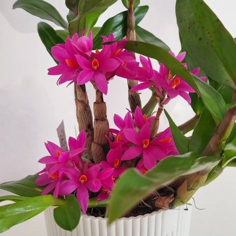 خرید ارکیده دندروبیوم برای استفاده در نمایشگاه گل و گیاه