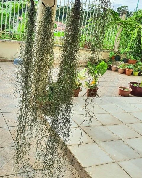 خرید گیاه هوازی خزه اسپانیایی برای طراحی فضای سبز در مراکز خرید