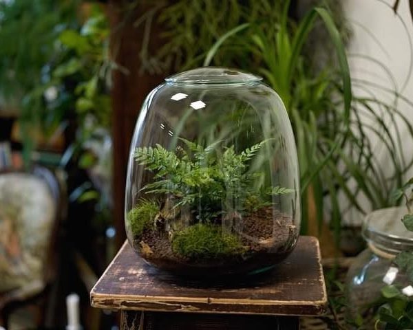 استفاده از موساریوم برای فضای سبز آپارتمانی