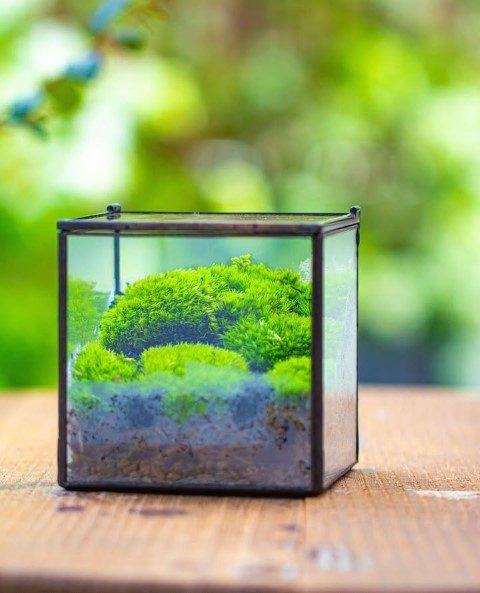 موساریوم گیاهی زیبا و کم‌توقع برای فضای داخلی منزل
