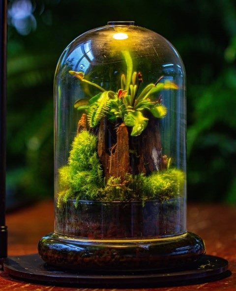 موساریوم گیاهی مناسب برای فضاهای مسکونی کوچک