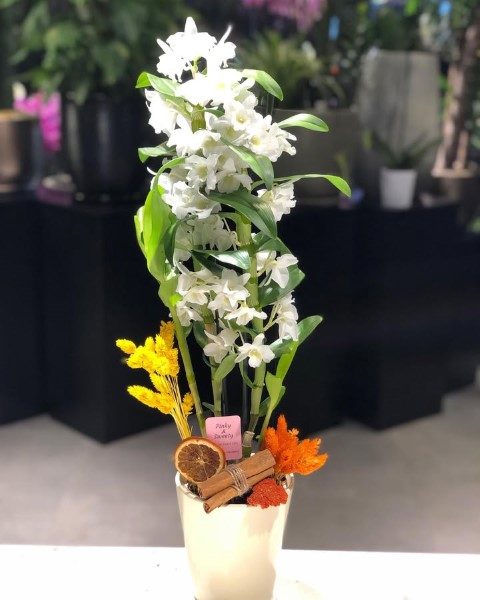 ارکیده دندروبیوم برای طراحی داخلی مراکز همایش