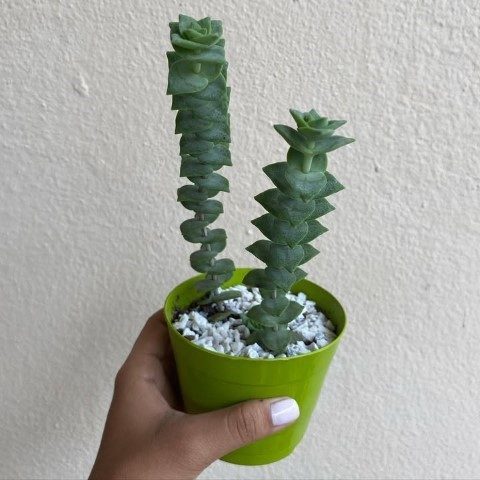 کراسولا پرفوراتا برای فضای نشیمن آپارتمان