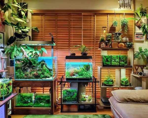 خرید آکواریوم گیاهی برای خانه‌های کوچک