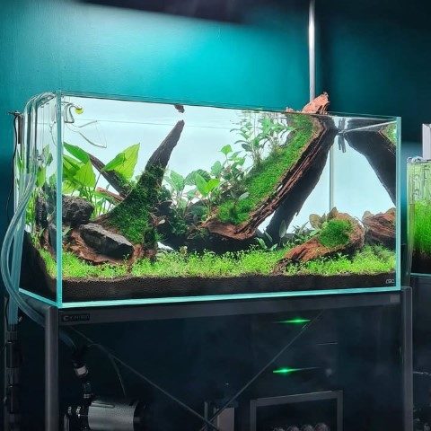 خرید آکواریوم گیاهی برای دکوراسیون سنتی