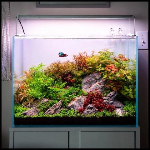 سفارش آکواریوم گیاهی برای استفاده در لابی