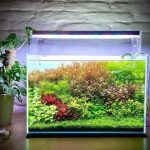 فروشگاه معتبر برای خرید آکواریوم گیاهی
