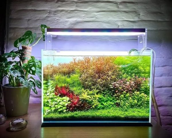 فروشگاه معتبر برای خرید آکواریوم گیاهی