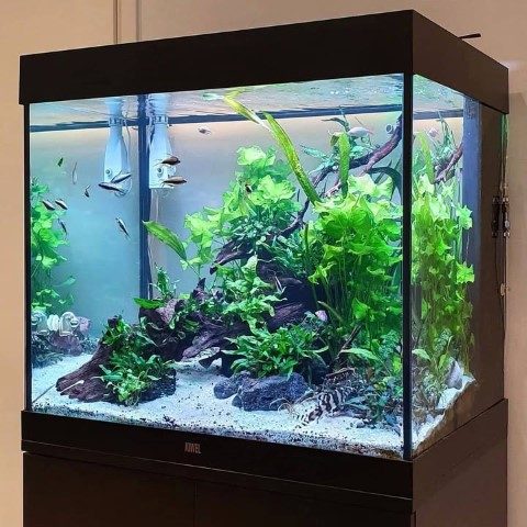 خرید آکواریوم گیاهی برای میز اداری