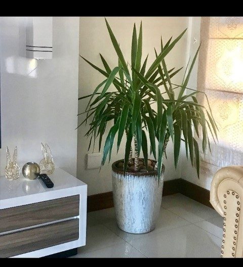 خرید گیاه یوکا فیلی برای طراحی فضای داخلی مدرن