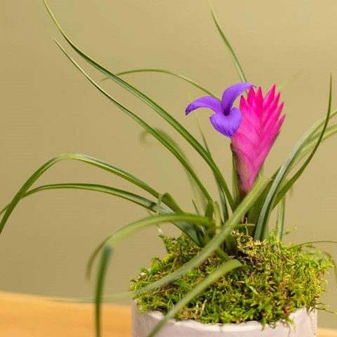 خرید وریزیا برای تزئین باغچه و فضای بیرونی