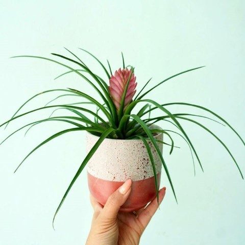 وریزیا مناسب برای تزئین حیاط و باغچه