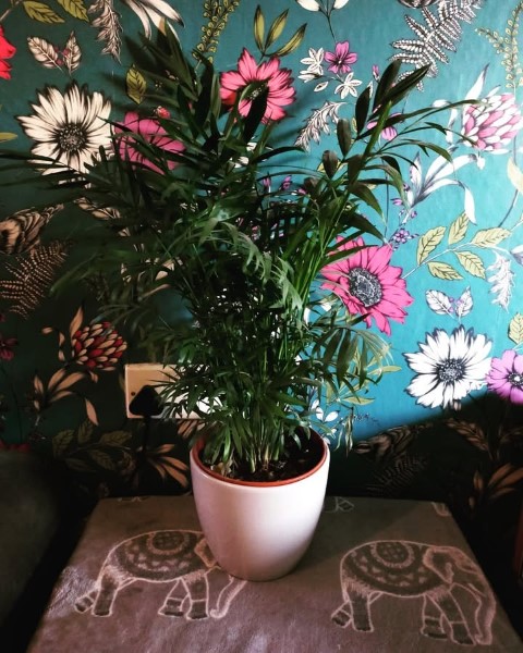 سفارش نخل شامادورا برای فضاهای سبز داخل هتل‌ها