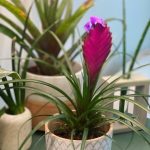 خرید وریزیا برای طراحی فضای سبز در کافه‌ها