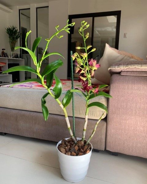 سفارش ارکیده دندروبیوم برای استفاده در طراحی داخلی سالن‌های ورزشی