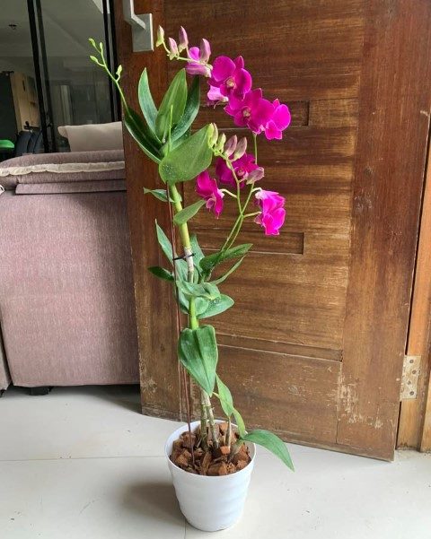 ارکیده دندروبیوم مناسب برای فضاهای درمانی