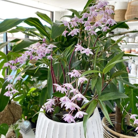 سفارش ارکیده دندروبیوم برای سالن‌های کنفرانس