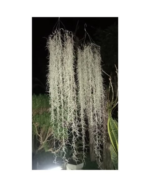 هوازی خزه اسپانیایی برای فضای سبز در رستوران‌ها و کافه‌ها