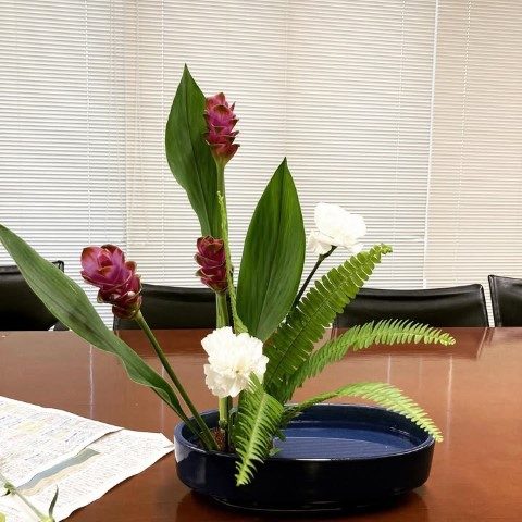 نگهداری جینجر در گلدان‌های خانگی برای فضای سبز زیبا