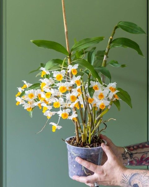 سفارش ارکیده دندروبیوم برای طراحی فضای سبز رستوران‌ها