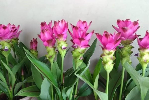لاله تابستانی برای استفاده در تزئینات مراسم‌های ویژه