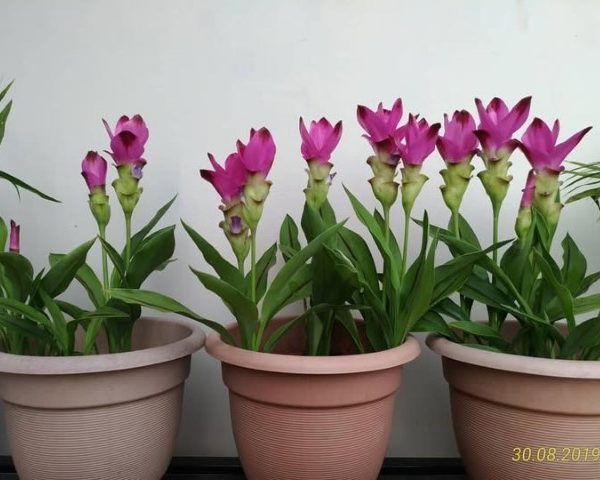 استفاده از لاله تابستانی برای تزئین فضای ویلا
