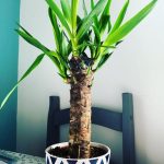 گیاه یوکا فیلی برای تزئین دفتر کار