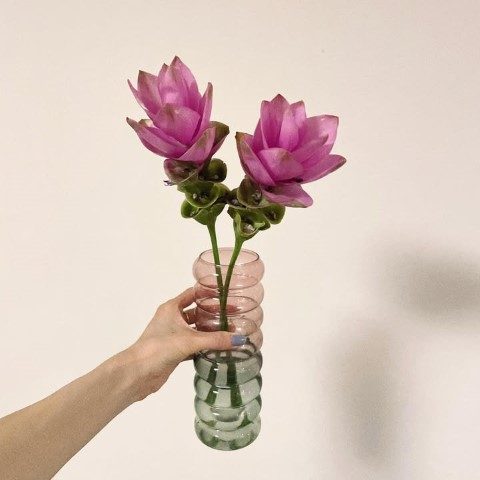نگهداری لاله تابستانی در گلخانه‌های خانگی