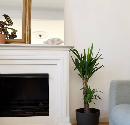 خرید گیاه یوکا فیلی برای فضاهای سبز در تراس‌ها و بالکن‌ها