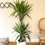 استفاده از گیاه یوکا فیلی برای ایجاد محیطی آرام و دلنشین