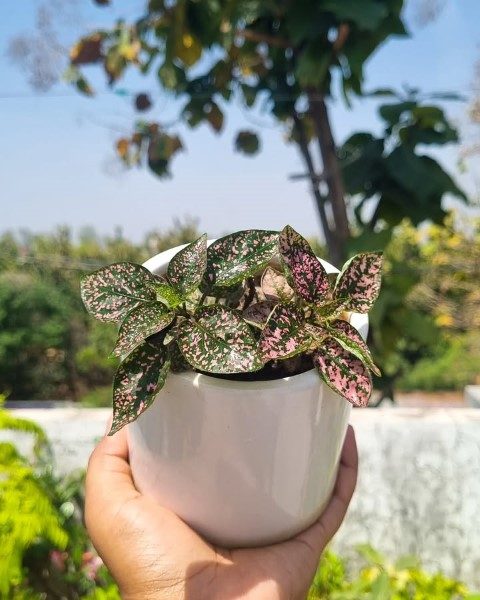 خرید گل سنگ برای تزئین فضای سبز در مراکز خرید