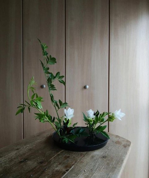 جینجر گیاهی مناسب برای فضای مرطوب و گرم