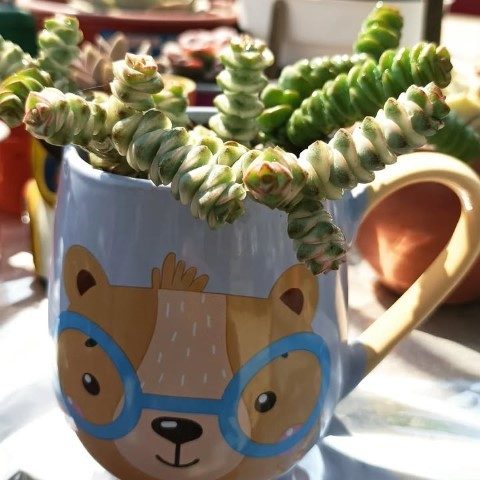 سفارش کراسولا پرفوراتا برای گلدان شیشه‌ای
