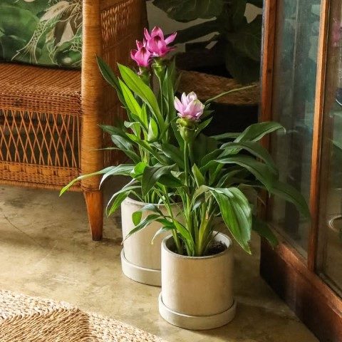 طراحی باغچه با لاله تابستان برای فصول گرم