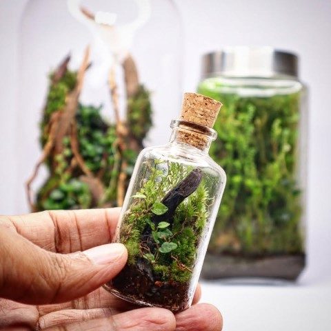 موساریوم گیاهی زیبا برای طراحی داخلی باغ‌های عمودی