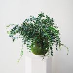 خرید گیاه کوکداما توپ خزه برای دکور جشن‌ها و مراسم