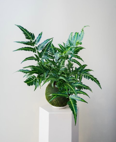 کوکداما توپ خزه برای طراحی فضای سبز در محیط‌های تجاری