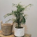 سفارش نخل شامادورا برای فضاهای کم‌نور در آپارتمان