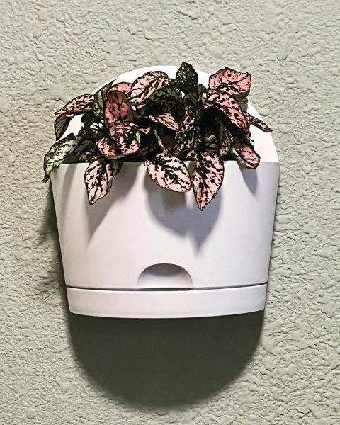 گل سنگ مناسب برای طراحی فضای سبز در استخر