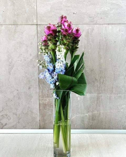 خرید لاله تابستان برای تزئین باغچه خانه