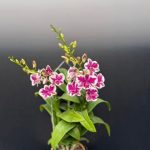 سفارش ارکیده دندروبیوم برای طراحی دکوراسیون مراکز تفریحی