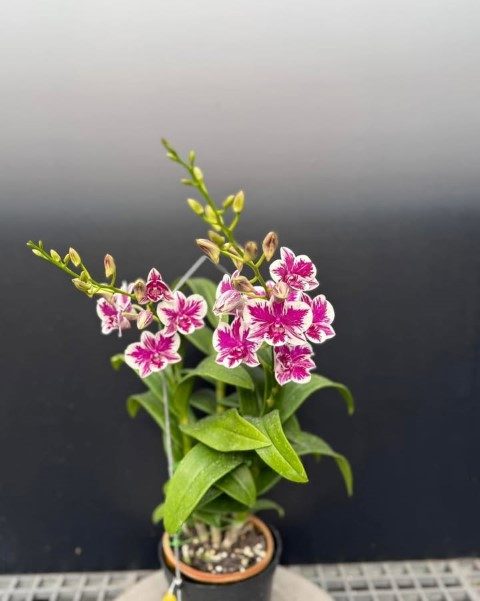 سفارش ارکیده دندروبیوم برای طراحی دکوراسیون مراکز تفریحی