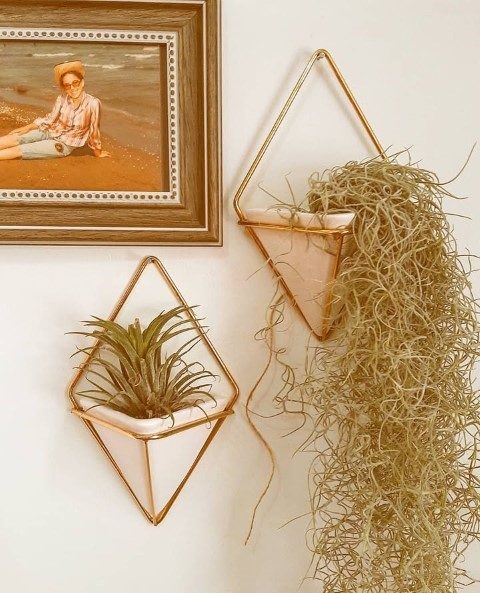 خرید گیاه هوازی خزه اسپانیایی برای دکوراسیون داخلی منزل