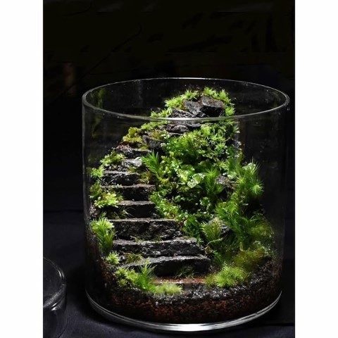 ویژگی‌های موساریوم و نگهداری آن در فضاهای کوچک