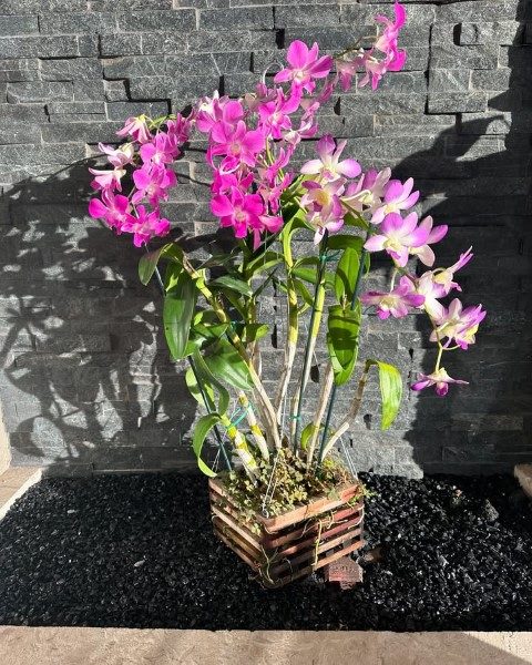 خرید ارکیده دندروبیوم برای زیبایی خانه