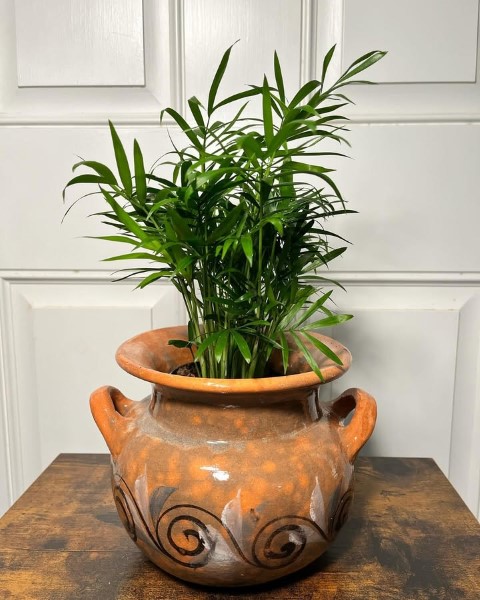 نخل شامادورا گیاهی مناسب برای نور کم و محیط داخلی