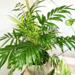 خرید نخل شامادورا برای دکوراسیون داخلی منزل