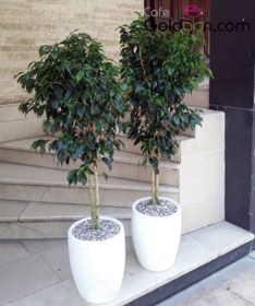 بنجامین بلک چتری