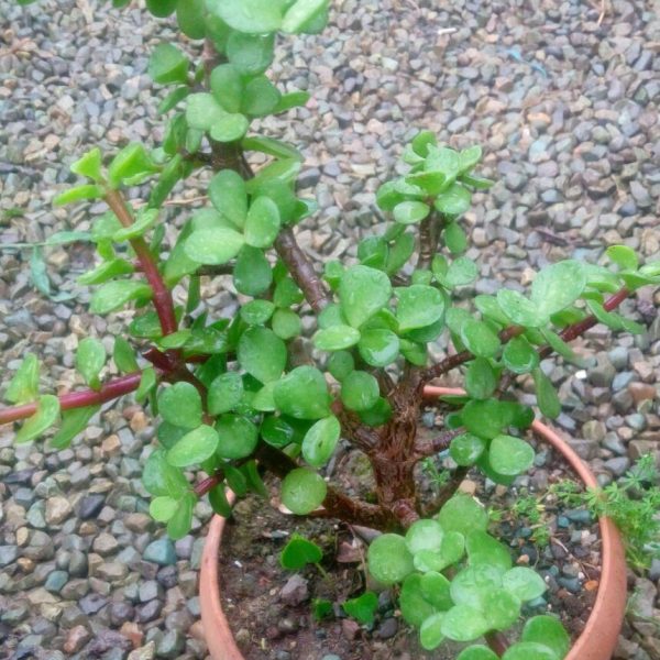 بونسای خرفه ای